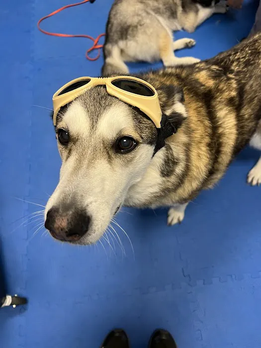 Treasure Coast Animal Rehabilitation & Fitness 12