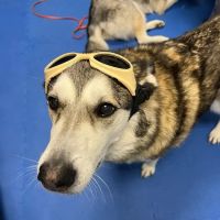 Treasure Coast Animal Rehabilitation & Fitness ico