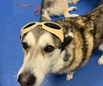 Treasure Coast Animal Rehabilitation & Fitness