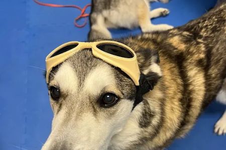 Treasure Coast Animal Rehabilitation & Fitness