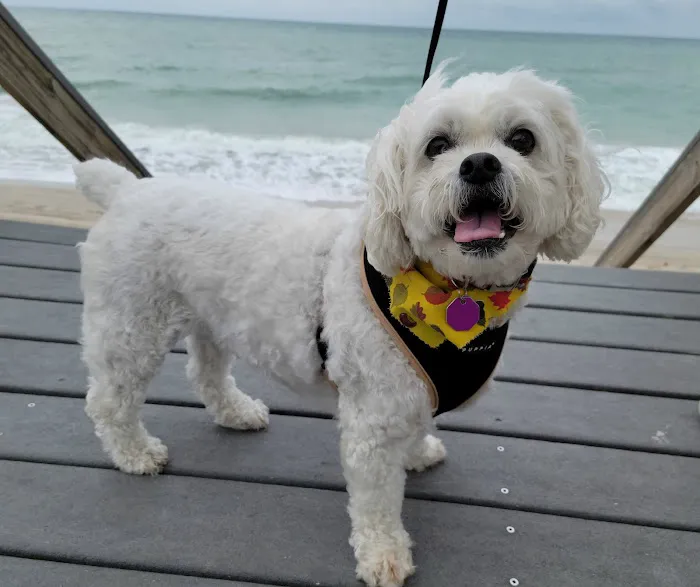 Treasure Coast Animal Rehabilitation & Fitness 12