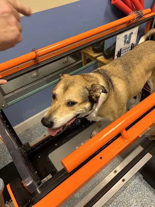 Treasure Coast Animal Rehabilitation & Fitness 12