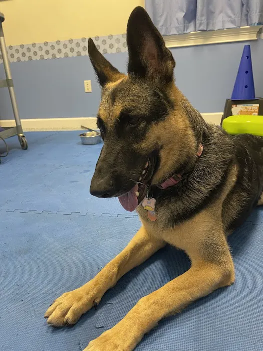 Treasure Coast Animal Rehabilitation & Fitness 12