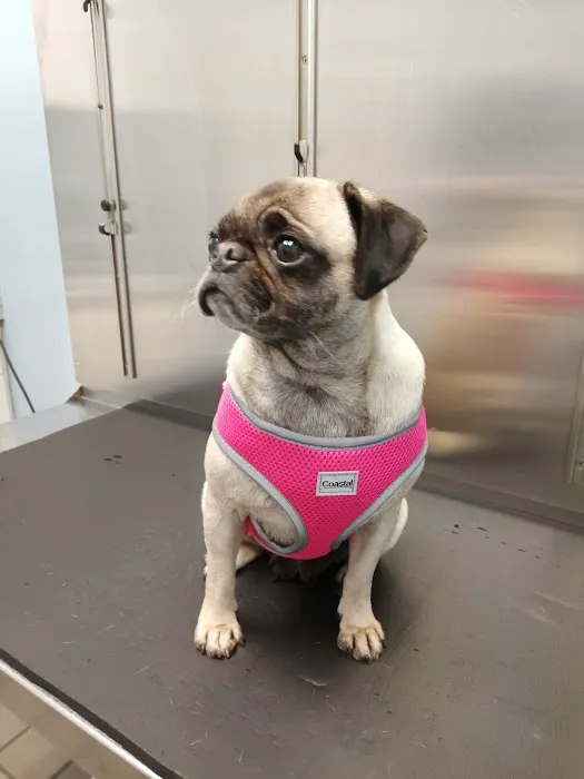 Hometown Pet Care Center 12