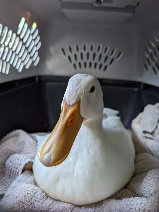 Sebastian Animal and Bird Hospital 12
