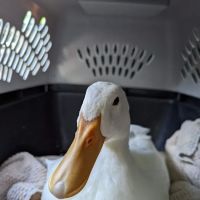 Sebastian Animal and Bird Hospital ico