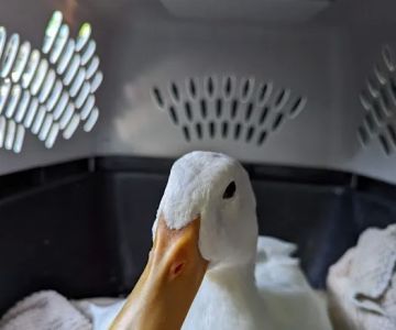 Sebastian Animal and Bird Hospital