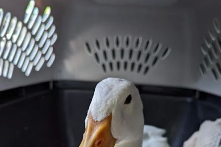 Sebastian Animal and Bird Hospital