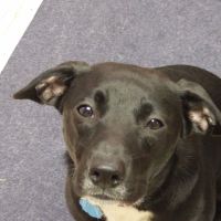 Highlands Animal Hospital ico