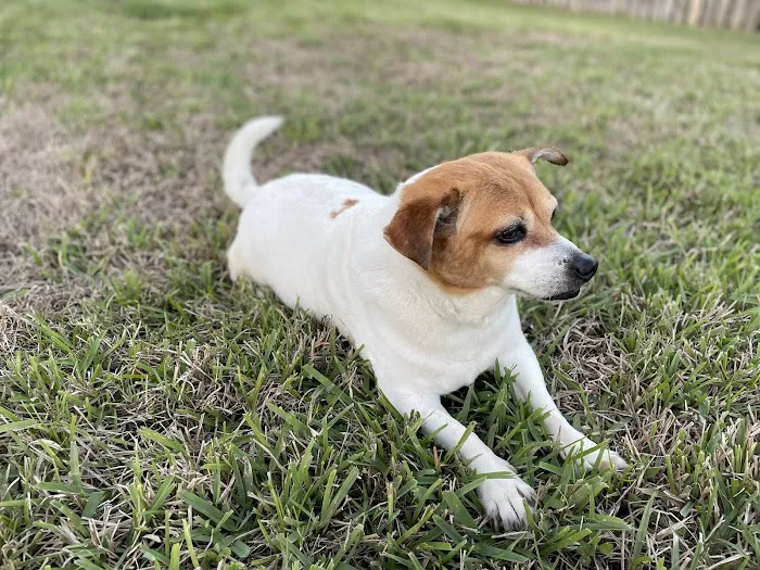 Highlands Animal Hospital 10