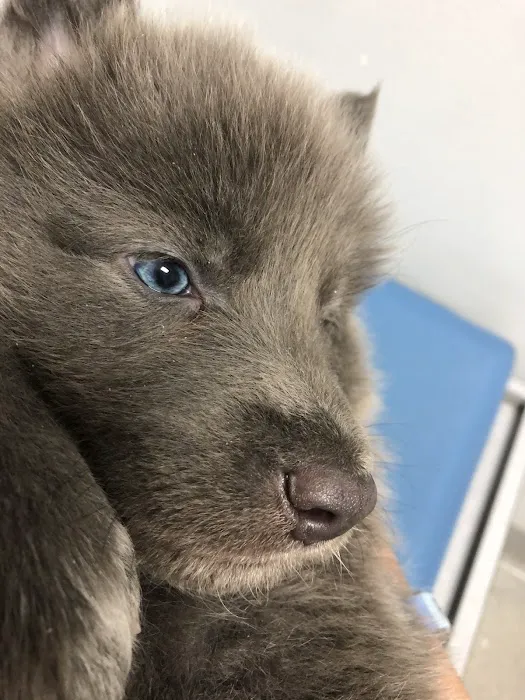 Highlands Animal Hospital 8