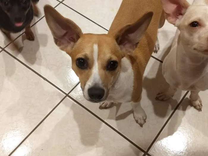 Highlands Animal Hospital 6