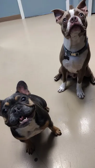 VetNow Urgent Care 2