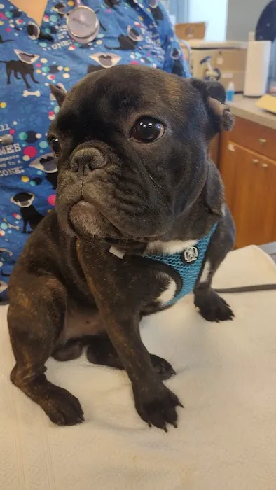 VetNow Urgent Care 8