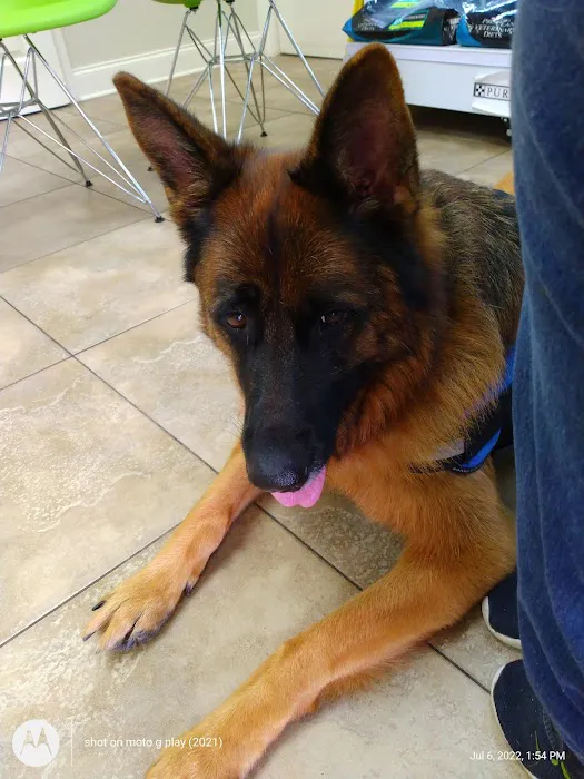 North Shore Animal Hospital 12