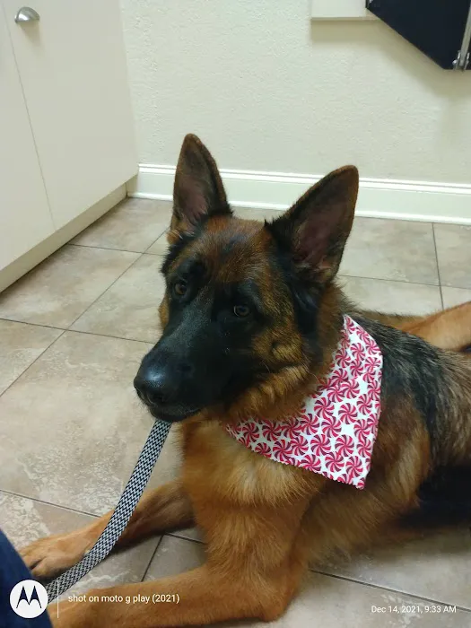 North Shore Animal Hospital 12