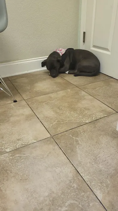 North Shore Animal Hospital 12