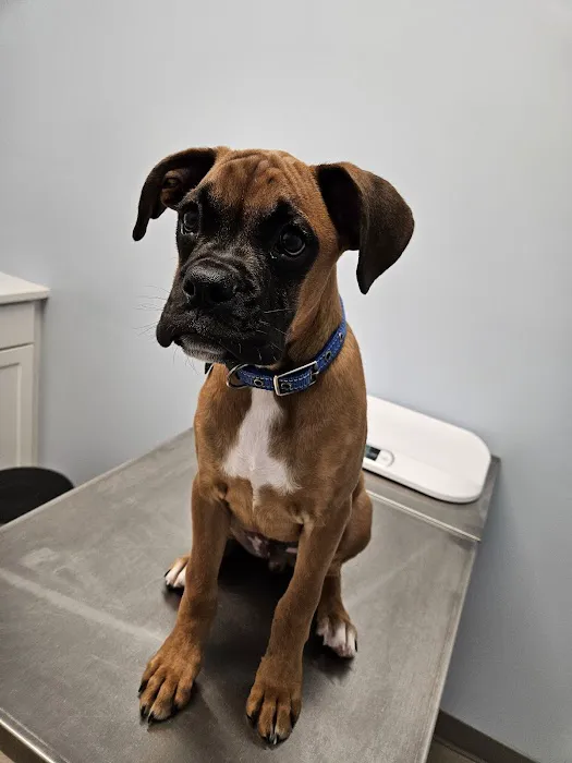 Cape Coral Pet Vet North 3