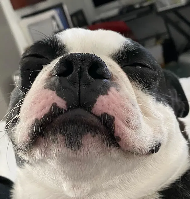 Bayshore Animal Hospital 12
