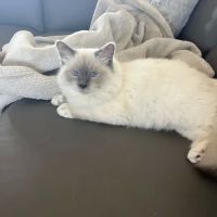 Beachside Animal Clinic now open! ico