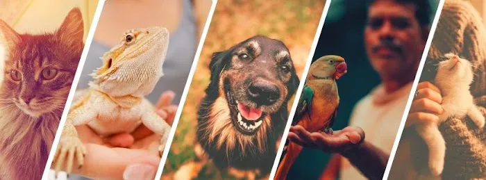 Verandah Pet Hospital 12