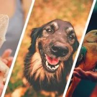 Verandah Pet Hospital ico
