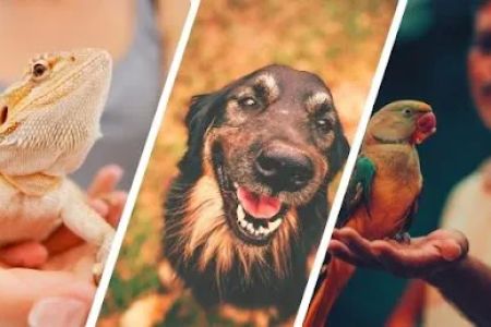 Verandah Pet Hospital