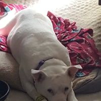 Suburban Animal Hospital ico