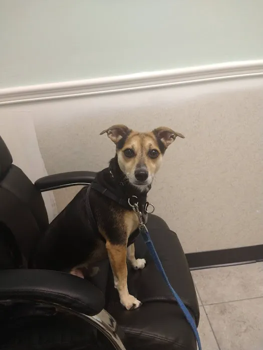 My Pet's Vet 1