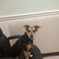 My Pet's Vet ico