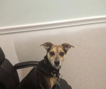 My Pet's Vet