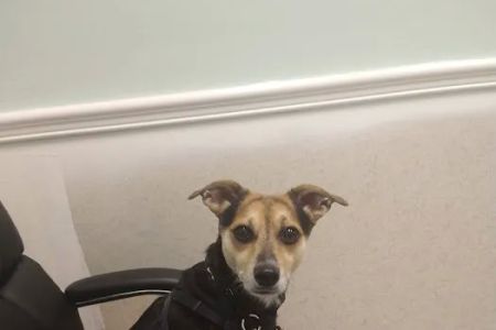 My Pet's Vet