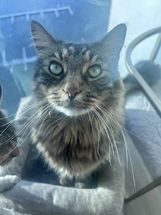 My Pet's Vet 2