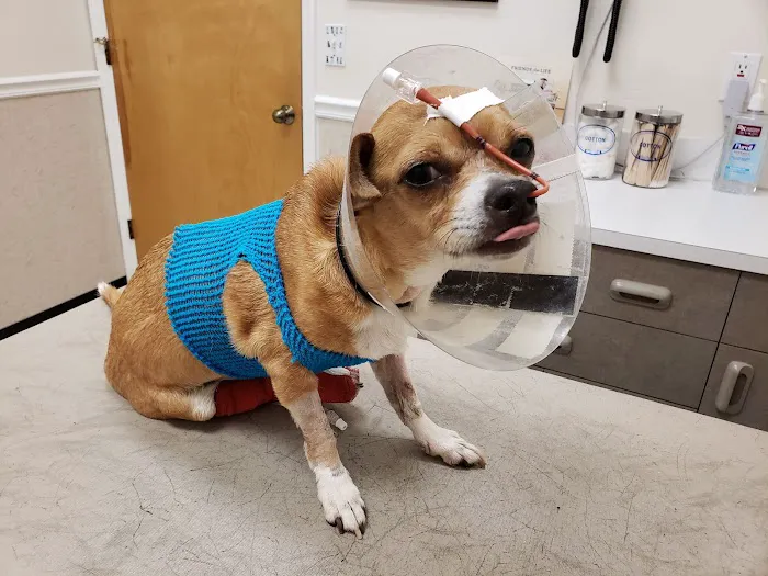 My Pet's Vet 8