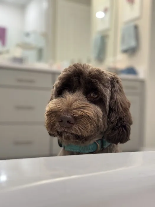 Animal Hospital at Babcock 1