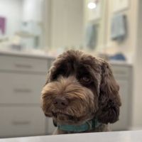 Animal Hospital at Babcock ico