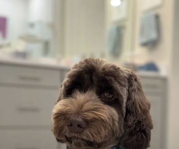 Animal Hospital at Babcock
