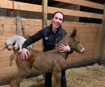 Sunny Coast Equine Veterinary