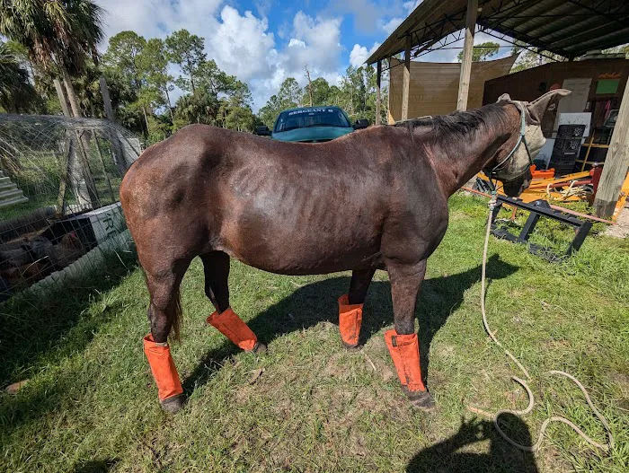 Sunny Coast Equine Veterinary 12
