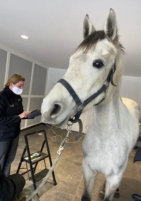 Sunny Coast Equine Veterinary 12