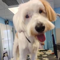Pine Island Animal Clinic w/Boarding & Grooming ico