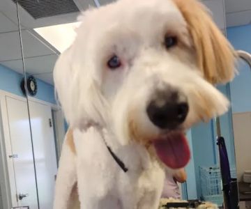 Pine Island Animal Clinic w/Boarding & Grooming