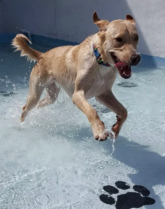 Pine Island Animal Clinic w/Boarding & Grooming 4