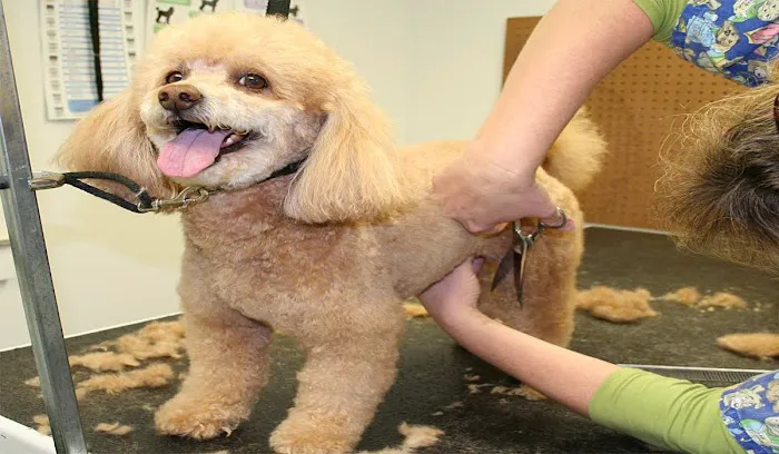 Pine Island Animal Clinic w/Boarding & Grooming 6