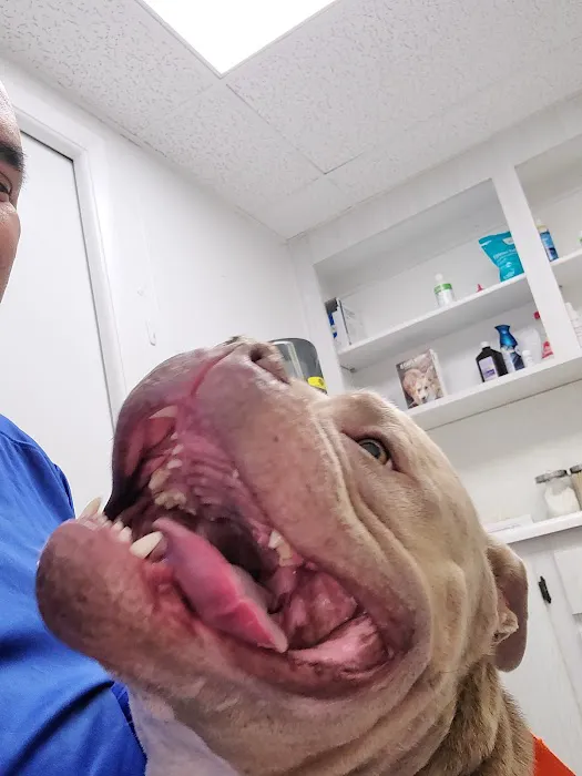 Veterinary Clinic Of Immokalee 2