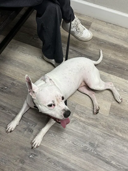 Halo Animal Hospital 6