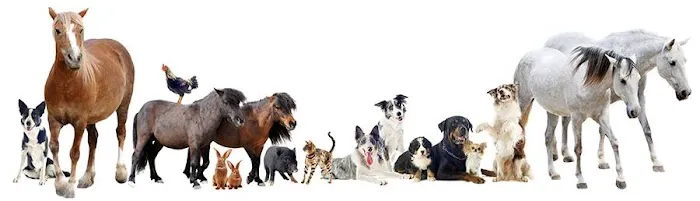 Shewmaker Animal Hospital 1