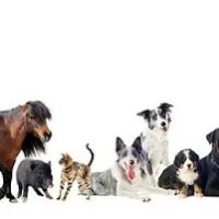 Shewmaker Animal Hospital ico