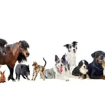 Shewmaker Animal Hospital