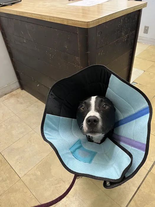 Shewmaker Animal Hospital 7